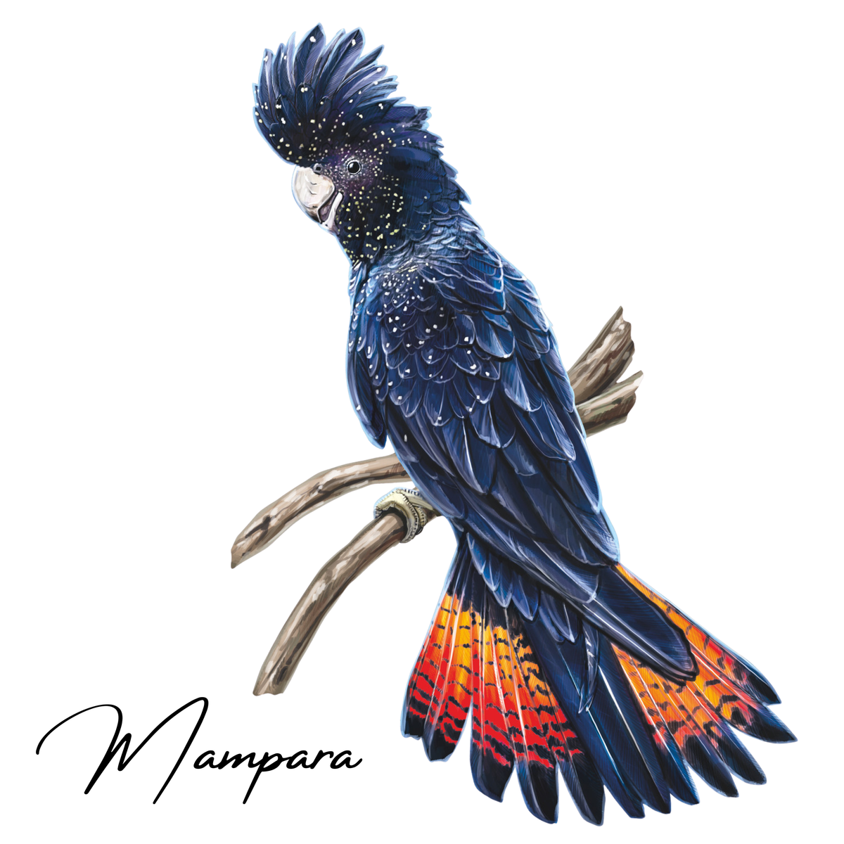 Red Tailed Black Cockatoo print mount 60cm