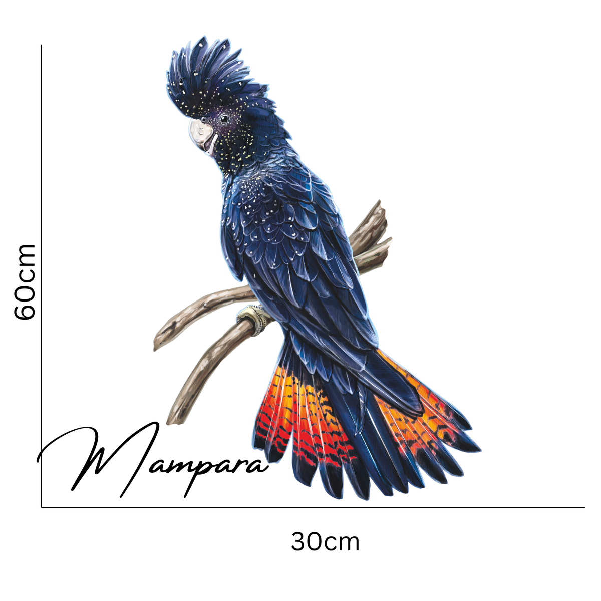 Red Tailed Black Cockatoo print mount 60cm