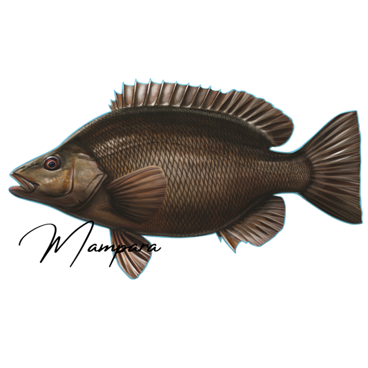 Sooty Grunter Print mount 50cm