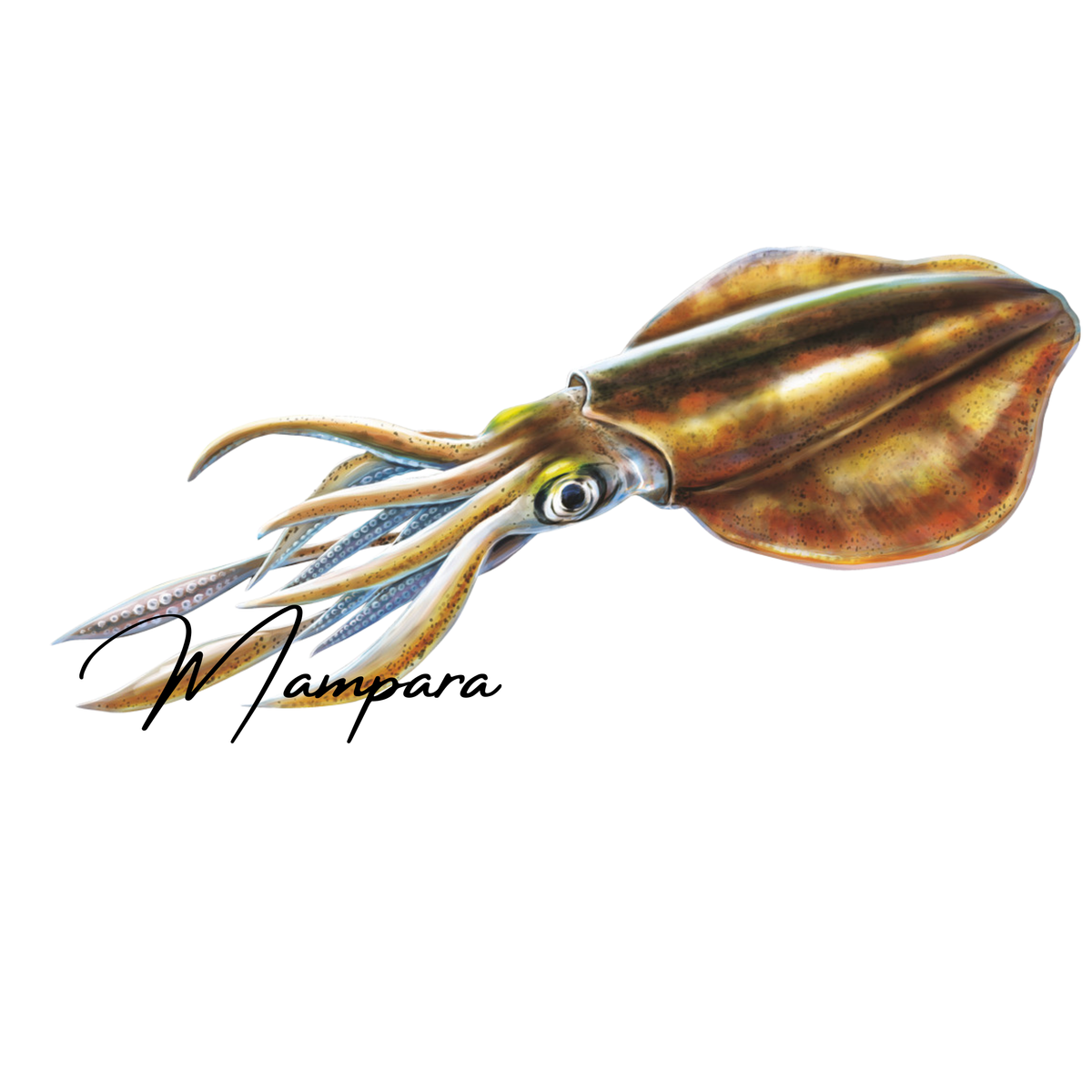 Southern Calamari Print mount 60cm