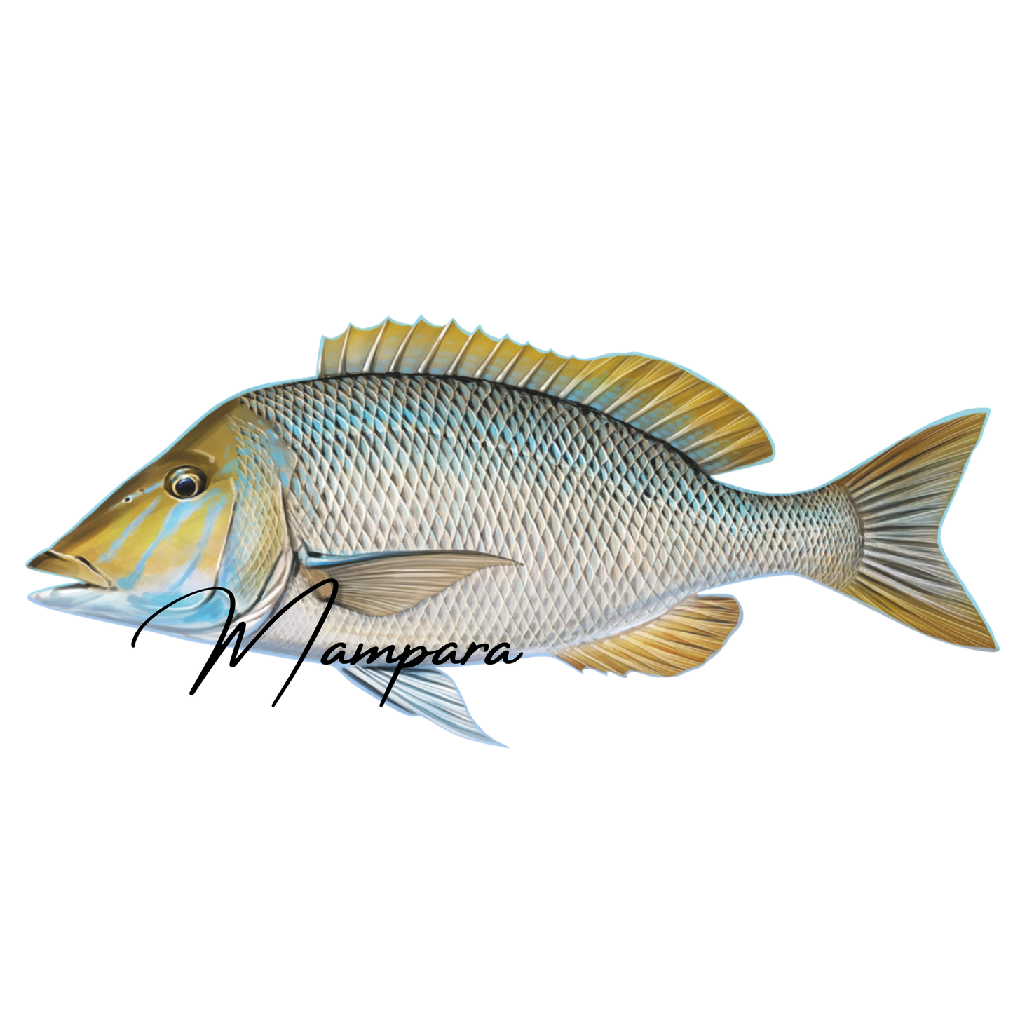 Spangled Emperor 60cm Print Mount