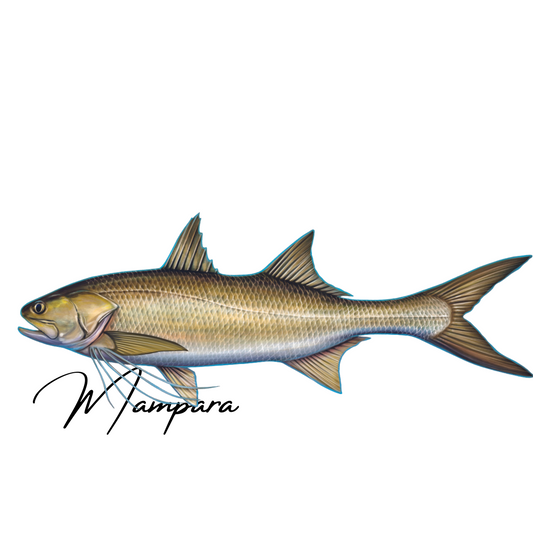Threadfin Salmon 100cm Print Mount