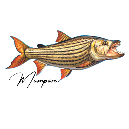 Tiger Fish print mount 70cm