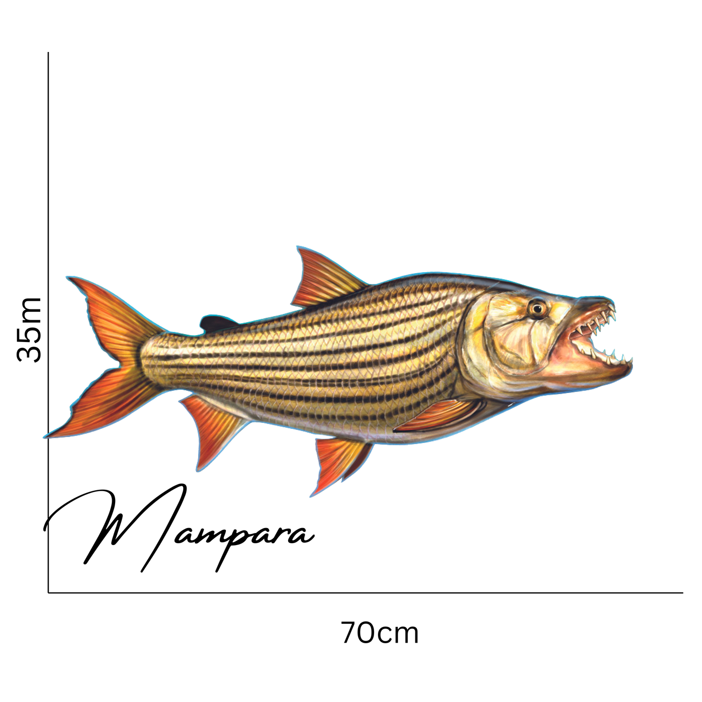 Tiger Fish print mount 70cm