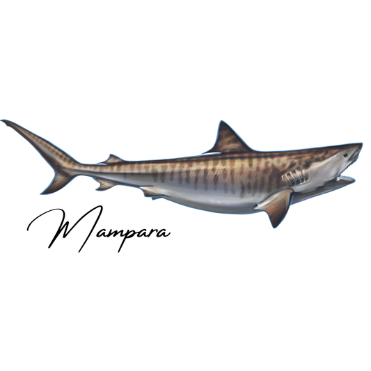 Tiger Shark Print Mount 100cm