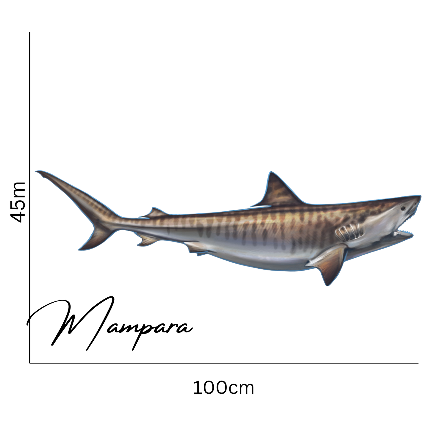 Tiger Shark Print Mount 100cm