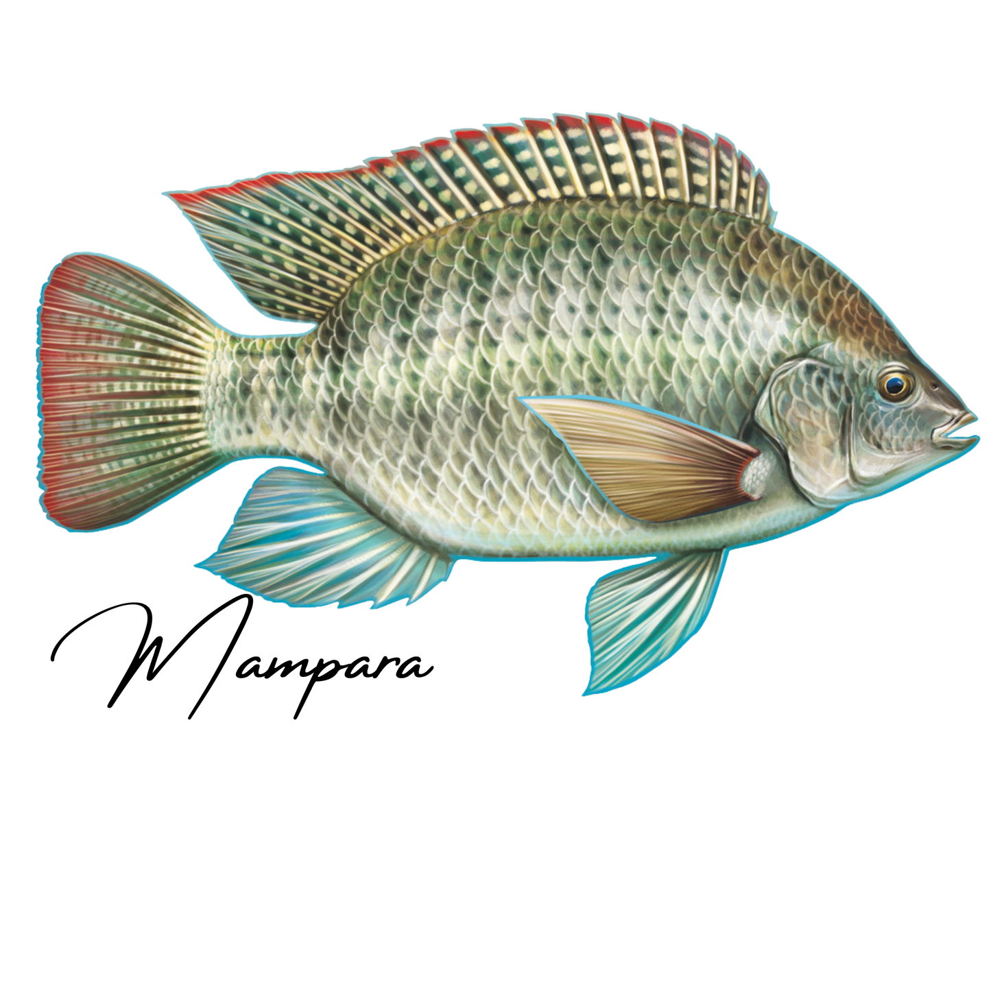 Mozambique Tilapia print mount 50cm