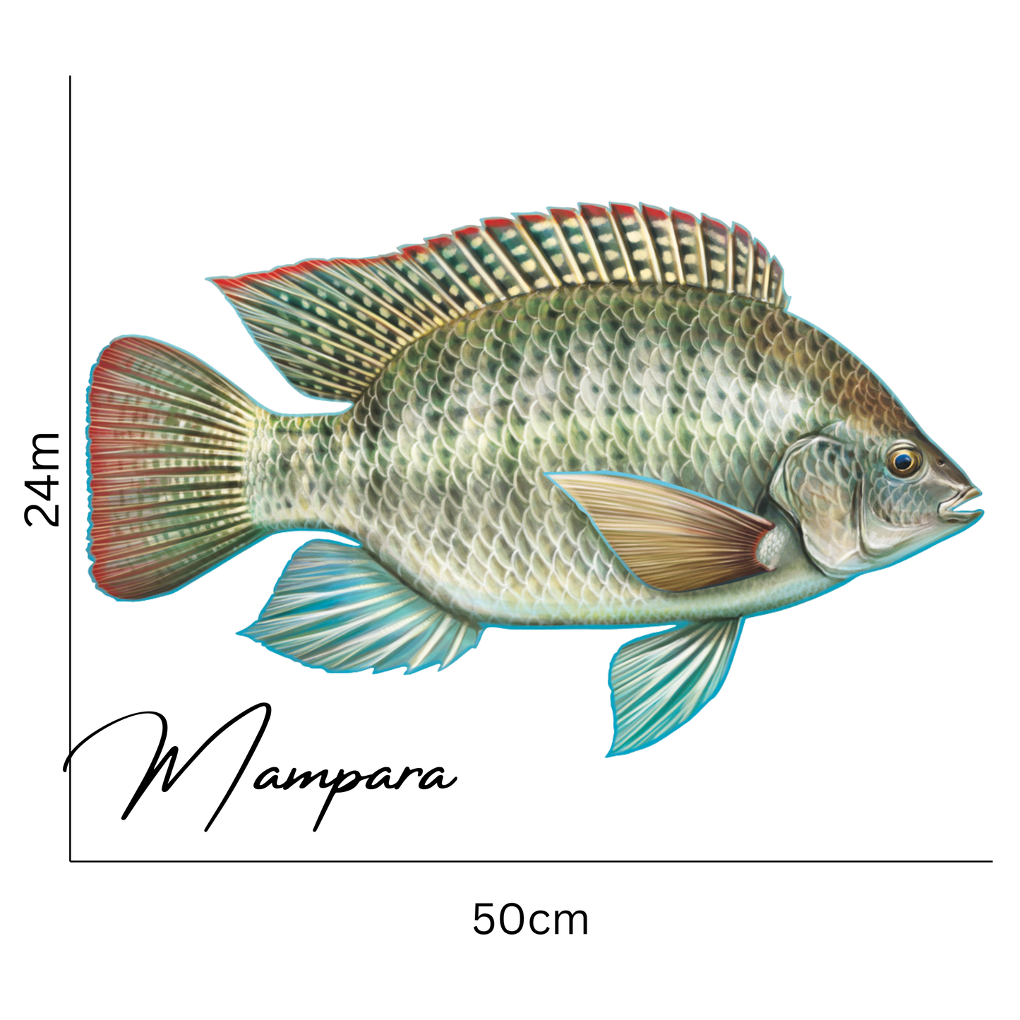 Mozambique Tilapia print mount 50cm