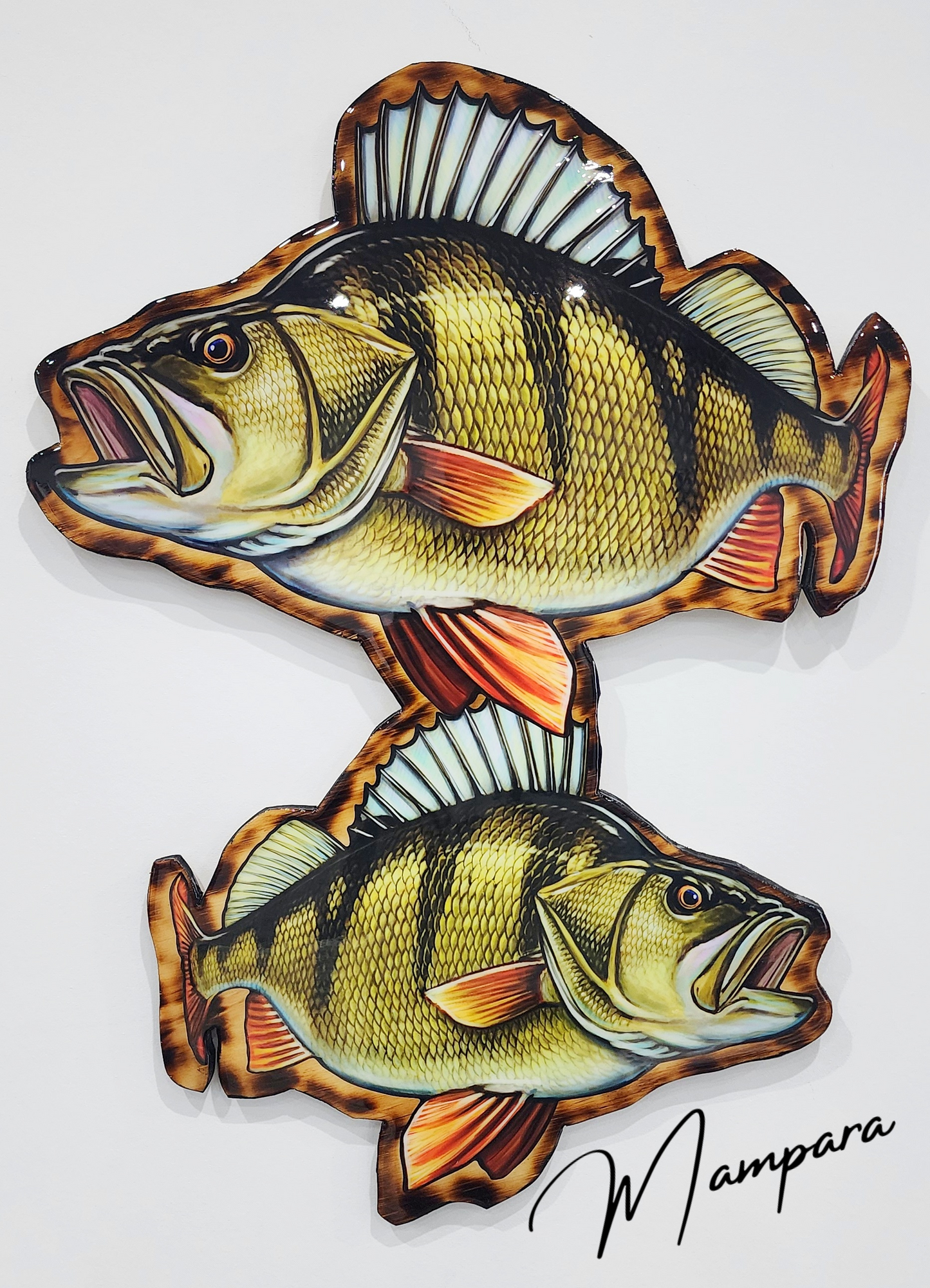 Redfin Perch "On the hunt"