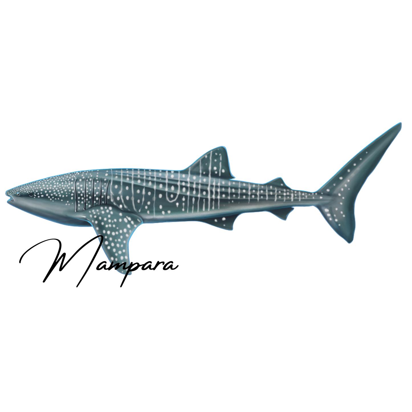 Whale Shark Side profile mount 100cm