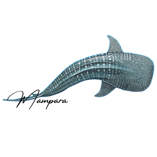 Whale Shark Top View mount 100cm