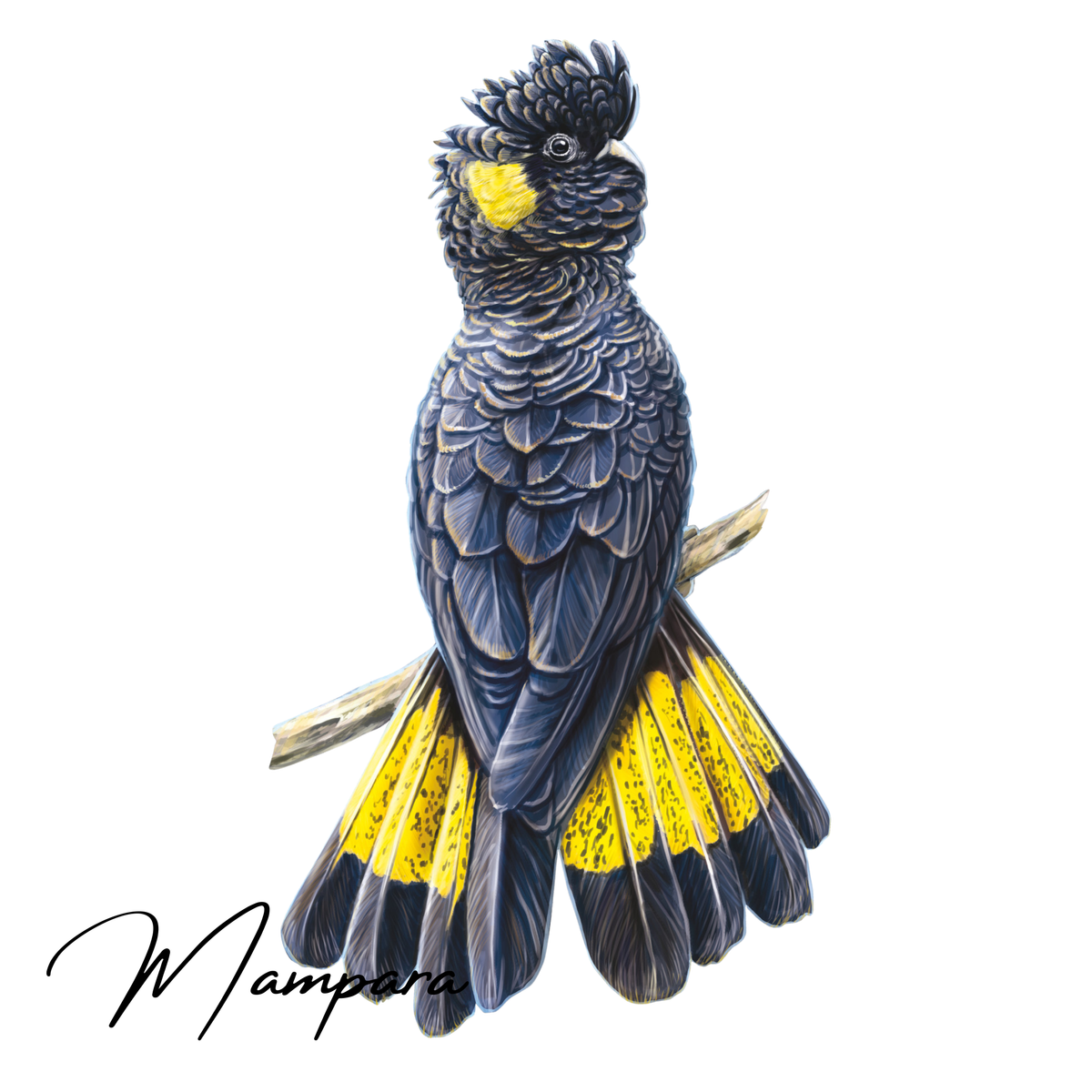 Yellow Tailed Black Cockatoo print mount 60cm