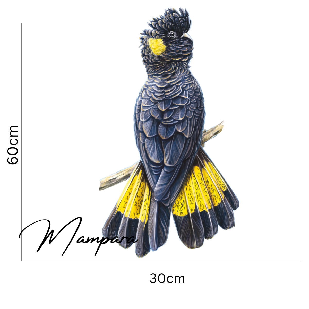 Yellow Tailed Black Cockatoo print mount 60cm